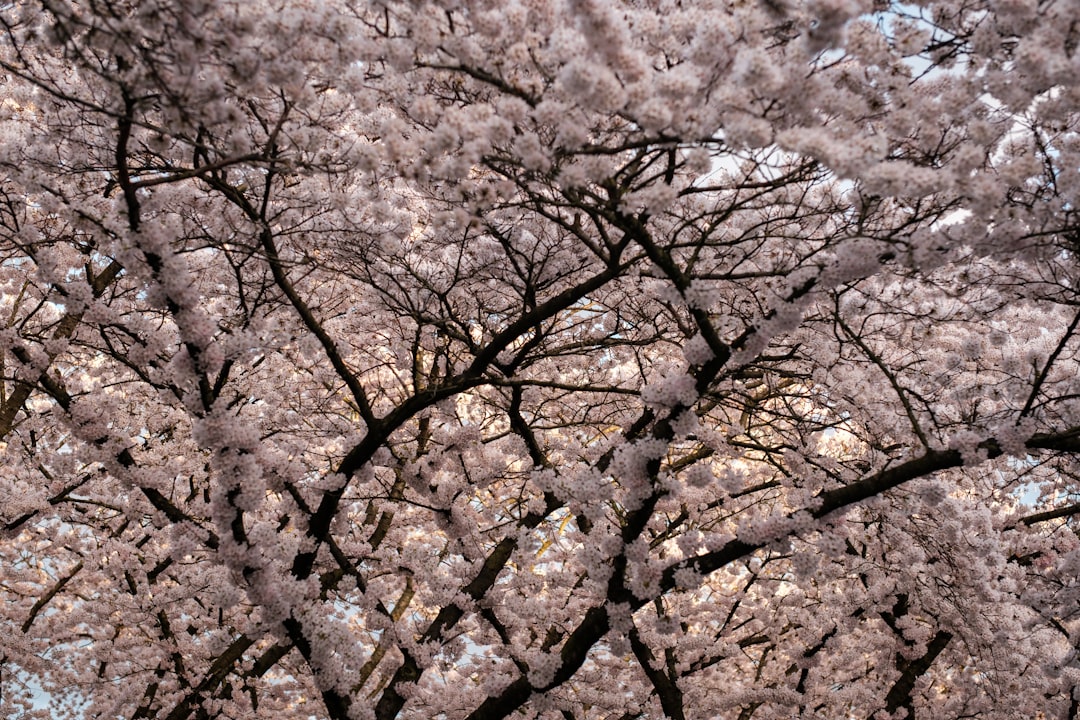 a large tree with lots of pink flowers