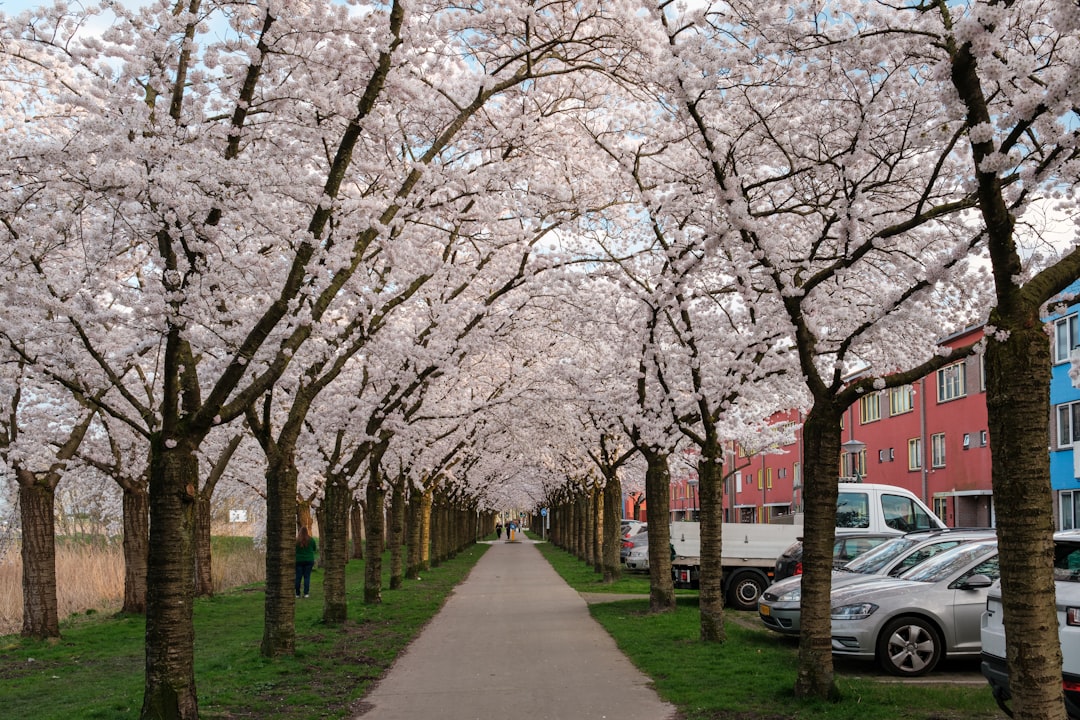 a tree lined street lined with parked cars