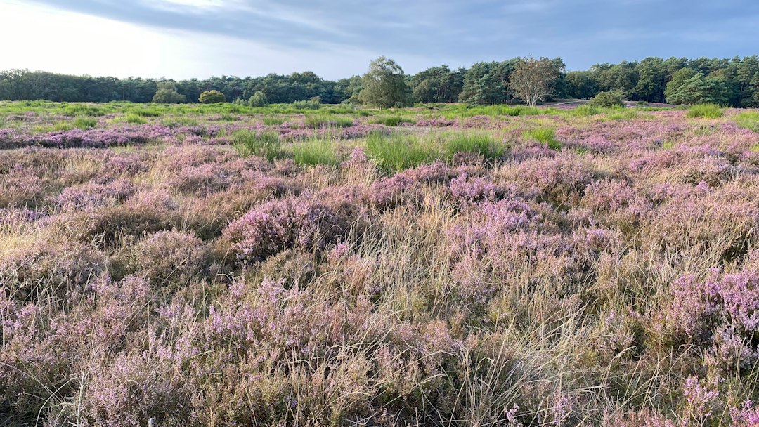 A field of purple flowers with trees in the background