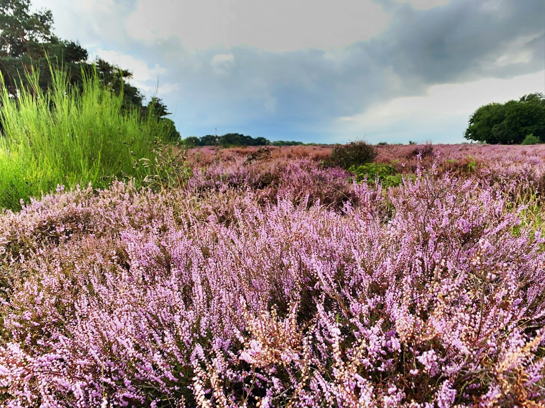 a field of purple flowers