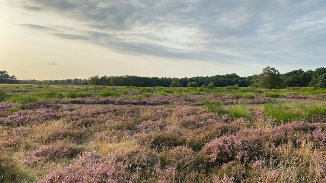 A field with purple flowers and trees in the background