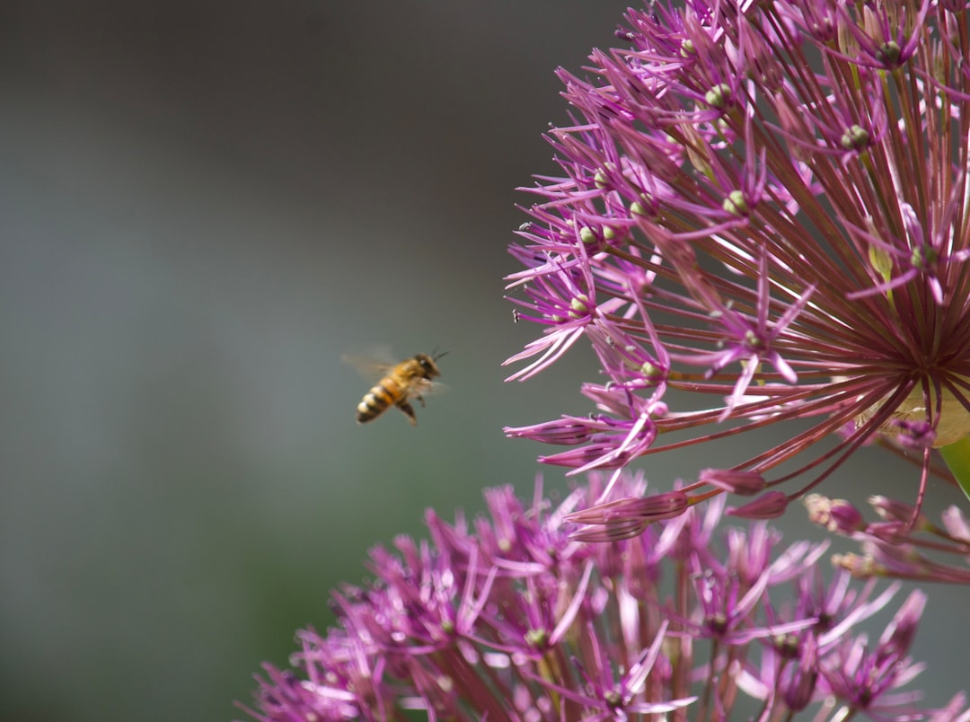 a bee on a flower