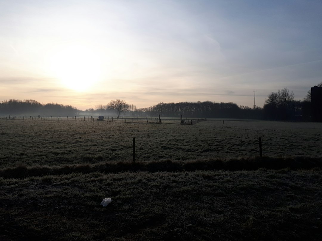 green grass field during daytime