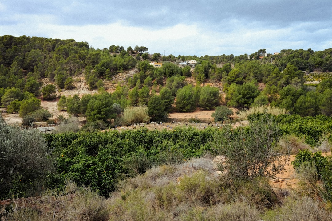 a view of a hillside with trees and bushes