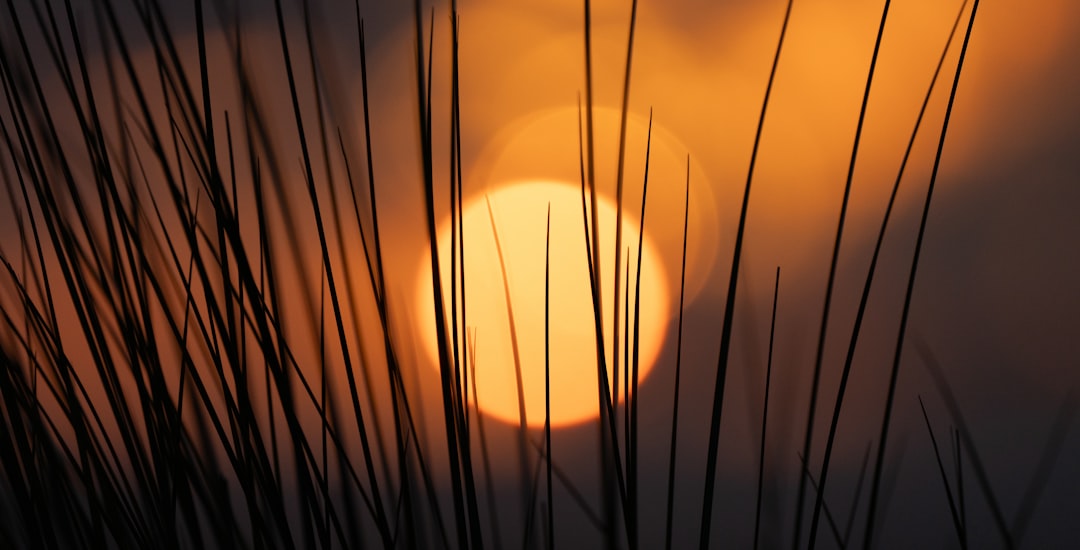 The sun is setting behind some tall grass